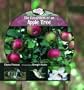 The Ecosystem of an Apple Tree (Library of Small Ecosystems)