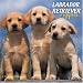 Labrador Retriever Puppies 2008 Wall Calendar