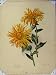1897 Flea-Bane Yellow Flower Green Leaves Old Print