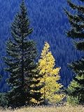 Yellow Aspen and Conifers, Colorado, United States of America (U.S.A.), North America Art Photographic Poster Print by Jean Brooks, 12x16