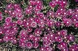 Delosperma Cooperi - 25 Perennial Ice Plants - Cool Plant ! - B00126K84Y