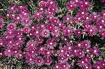 Delosperma Cooperi - 4 Perennial Ice Plants-Cool Plant!