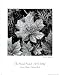 Leaves Glacier Nat'l Park Ansel Adams ART PRINT POSTER - 16" x 20"