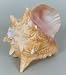 Rhythm Fusion Conch shell musical instrument