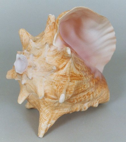 MusicalInstruments: Rhythm Fusion Conch shell musical instrument