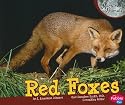 Red Foxes (Nocturnal Animals)
