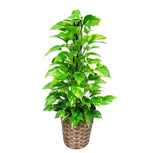ポトス ヘゴ仕立て 観葉植物 鉢カバー付 育てやすく丈夫 インテリア
