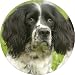 2 BLACK/WHITE SPRINGER SPANIELS Fridge Magenet