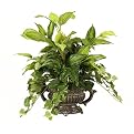 Mixed Faux Greenery in Planter with Handles - Green