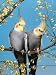 Two Cockatiels, Males (Nymphicus Hollandicus) Australia Art Photographic Poster Print...