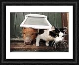 Framed Prints of Micro Pigs And Their Friends from Barcroft Media