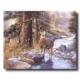 Whitetail Buck Deer Doe Lake Animal Wildlife Cabin Lodge Wall Picture 16x20 Art Print