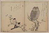 Reprint Historic Japanese Print a horned owl and two bulfinches perched on branches in a tree 1790