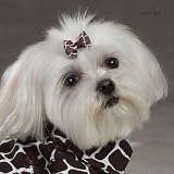 Aria Wild Side Giraffe Bows for Dogs 12 Pkg Clip Strip
