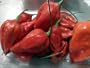 Naga Morich Serpent Chile Pepper Plant - HOTTEST CHILE!