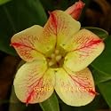 9GreenBox - Very Rare Adenium Desert Rose Live Star of yellow dream Bonsai