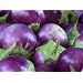 Aubergine - Eierfrucht - Violetta di Firenze - 20 Samen