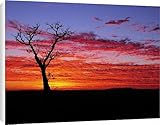 IMAGE OF Canvas Prints of Boab tree at sunrise, Kimberley, Western Australia, Australia, Pacific from Robert Harding