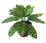 Kunstpflanze Calathea 32cm ohne Topf naturgetreu