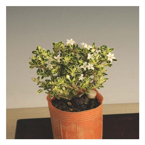 苗：白丁花