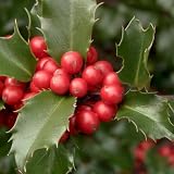 Produkt-Bild: Ilex meserveae Blue Princess (Stechpalme Blue Princess&reg; weiblich) 60-80cm / mit Ballen / Container