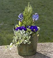 Blue Spring Planted Tin