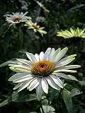 Amazon / Hirts: Perennials; Sun: Fragrant Angel Coneflower -Echinacea- Potted - Stunning