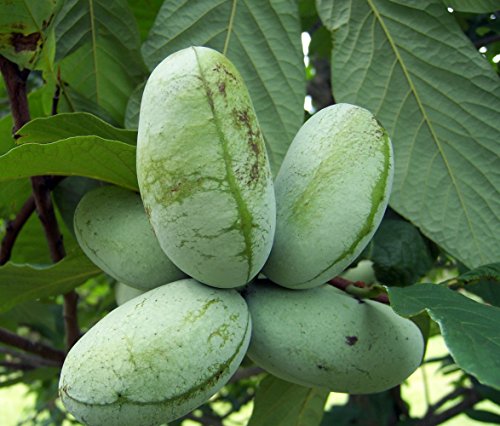 Paw Paw Trees - Banana fruit - Asimina triloba - PawPaw - 2 Plants - 3.25