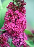 Amazon / Hirts: Butterfly Bush: Miss Molly Butterfly Bush - Buddliea - Sangria Red - Proven Winners