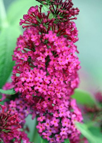 Buddleia x 'Miss Molly' PPAF Butterfly Bush - Sangria Red -Proven Winners - One Quart Pot