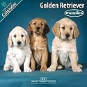 Golden Retriever Puppies 2010 Wall Calendar 12" X 12"