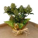 Christmas Plant Gifts-Skimmia Fragrant Cloud