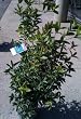 Osmanthus Fragrans Five Gallon Plant
