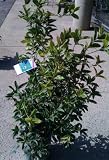 Osmanthus Fragrans Five Gallon Plant