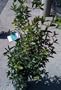 Osmanthus Fragrans Five Gallon Plant