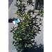 Osmanthus Fragrans Five Gallon Plant