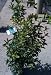 Osmanthus Fragrans Five Gallon Plant