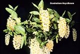 Dendrobium thyrsiflorum 69