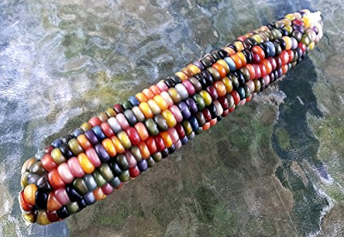 Glass Gem Corn * (50 seeds selected from the center) *Most Beautiful Corn in the World* Plus detailed planting instructions. Glass Gem Corn * (50 seeds selected from the center) *Most Beautiful Corn in the World* Plus detailed planting instructions.