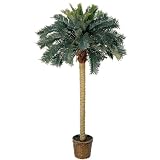 6 &acute; Sago Silk Palm Tree - B00346GFNS