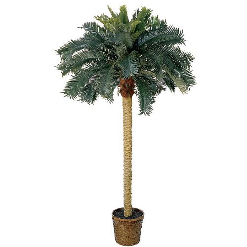 6′ Sago Silk Palm Tree