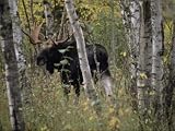 A Moose (Alces Alces Americana) with an Impressive Set of Antlers Photographic Poster Print by Annie Griffiths Belt, 48x64