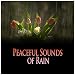 Peaceful Sounds of Rain