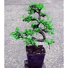 Zelkova+serrata+bonsai