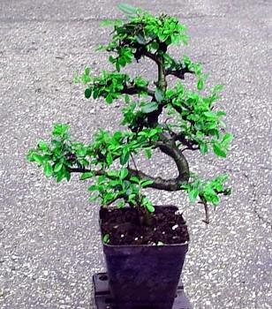 Zelkova+bonsai+tree