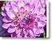 ART PRINTS Dahlia Flower Decorative Art Garden Baslee Canvas Print / Canvas Art - Artist Baslee T...
