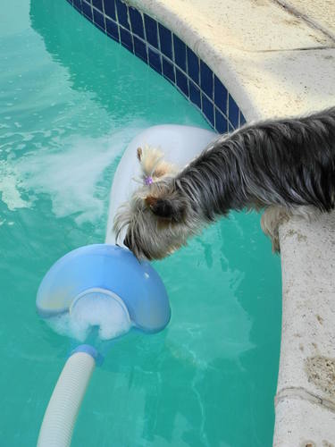 automatic pool surface cleaner by pooldevil pro