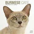 Burmese Cats 2013 Wall Calendar 12" X 12"