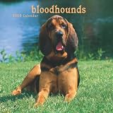 Bloodhounds 2009 Square Wall Calendar