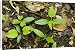 Canvas Prints of Seedlings of ash tree - on forest floor from Ardea Wildlife Pets